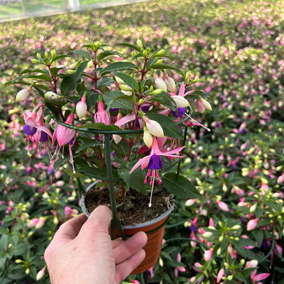 Fuchsien stehend, rosa/rot-lila, Topf-Ø 12 cm, 6er-Set Fuchsien stehend, rosa/rot-lila, Topf-Ø 12 cm, 6er-Set