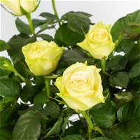 Rose mit Topf Dallas weiß, Topf-Ø 13 cm, 3er-Set