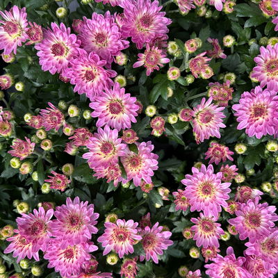 Chrysanthemen, rosa, Topf-Ø 10,5 cm, 8 Pflanzen Chrysanthemen, rosa, Topf-Ø 10,5 cm, 8 Pflanzen