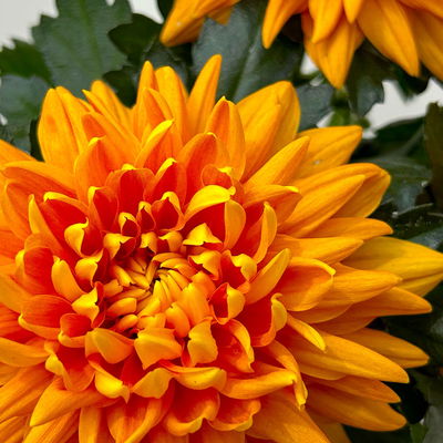 Chrysantheme 'Chrysanne® Zembla Durango', orange, Topf-Ø 13cm, 6 Pflanzen
