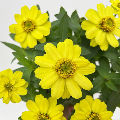 Zinnie, kleinblütig, Farben zufällig, Topf-Ø 12 cm, 6 Pflanzen