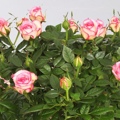 Rose 'Carousel Kordana®Classic', creme-rosa, Topf-Ø 10,5 cm, 3 Pflanzen