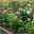 Bellissa Hortensienstütze 'ANNABELLE', 2er-Set, grün, H80 x L75 x L72 cm