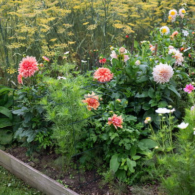 Bellissa Hortensienstütze 'ANNABELLE', 2er-Set, grün, H80 x L75 x L72 cm Bellissa Hortensienstütze 'ANNABELLE', 2er-Set, grün, H80 x L75 x L72 cm