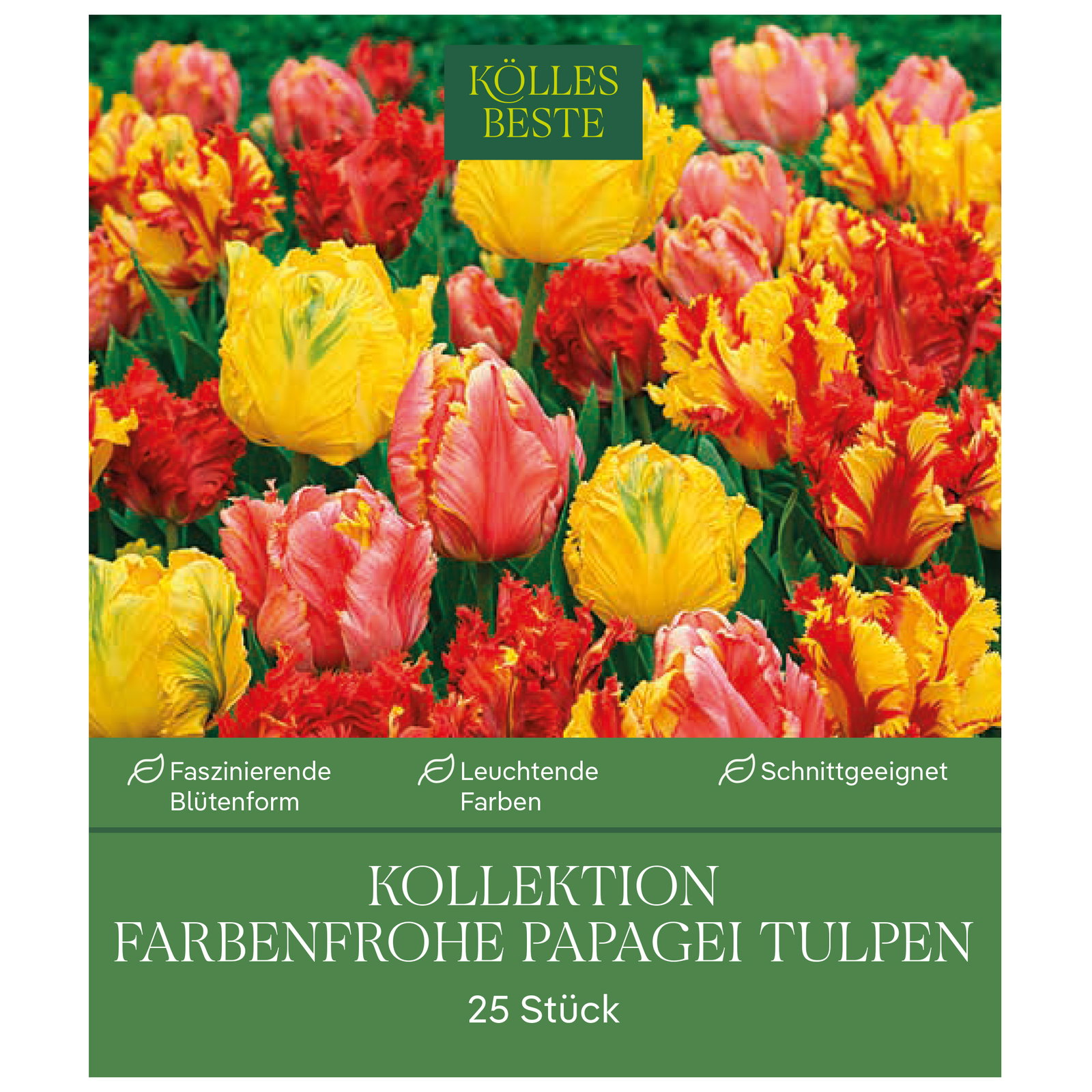Kölles Beste Blumenzwiebeln Kollektion Farbenfrohe Papagei Tulpen 25 Stück Kölles Beste Blumenzwiebeln Kollektion Farbenfrohe Papagei Tulpen 25 Stück