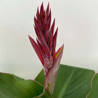 Canna 'Cannova®', rot, Topf-Ø 17 cm, 2 Pflanzen
