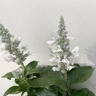 Mehliger Salbei, weiß, Topf-Ø ca. 12/13 cm, 6 Pflanzen