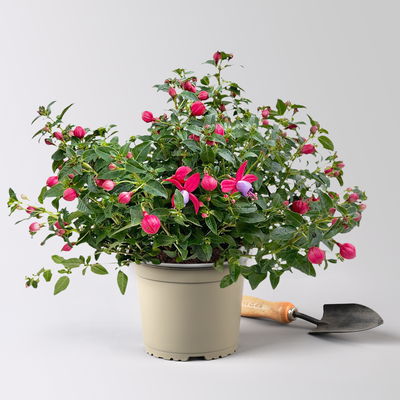 Fuchsie, Farbe zufällig, Topf-Ø 17 cm, Höhe ca. 40 cm, 2 Pflanzen Fuchsie, Farbe zufällig, Topf-Ø 17 cm, Höhe ca. 40 cm, 2 Pflanzen