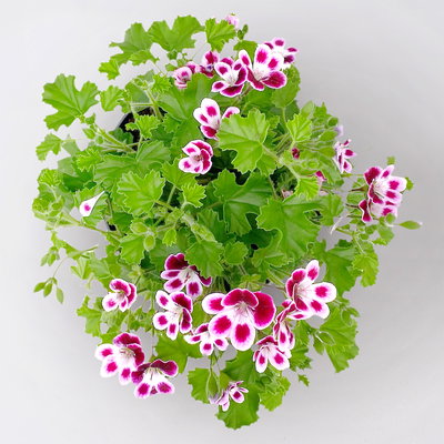 Duftgeranie 'Angel Perfum'® rosa/pink/weiß, Topf-Ø 12 cm, 6er-Set