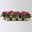 Alpenveilchen 'Picola Shine®' weiß-rot, Topf-Ø 10,5 cm, 8 Pflanzen Alpenveilchen 'Picola Shine®' weiß-rot, Topf-Ø 10,5 cm, 8 Pflanzen
