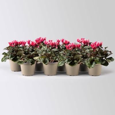 Alpenveilchen 'Picola Shine®' weiß-rot, Topf-Ø 10,5 cm, 8 Pflanzen Alpenveilchen 'Picola Shine®' weiß-rot, Topf-Ø 10,5 cm, 8 Pflanzen