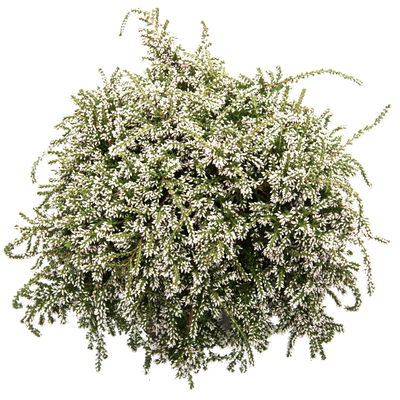 Knospenheide hängend, weiß, Topf-Ø 12 cm, 3 Pflanzen Knospenheide hängend, weiß, Topf-Ø 12 cm, 3 Pflanzen