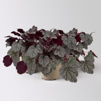 Bio Purpurglöckchen 'Sugar Frosting', platin, Topf-Ø 12 cm, 3 Pflanzen Bio Purpurglöckchen 'Sugar Frosting', platin, Topf-Ø 12 cm, 3 Pflanzen