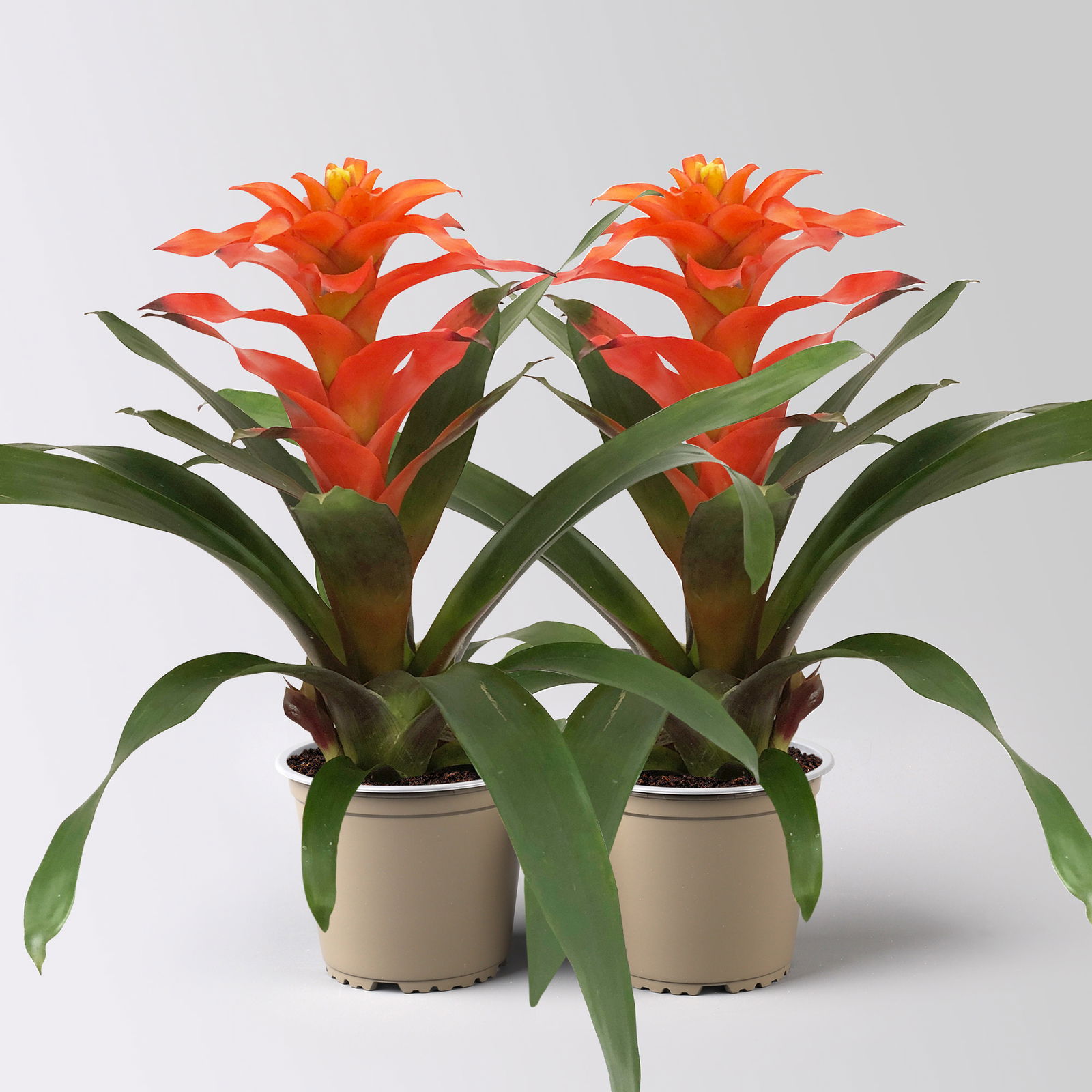 Guzmanie 'Fiero', orange, Topf-Ø 12 cm, 2 Pflanzen