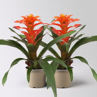 Guzmanie 'Fiero', orange, Topf-Ø 12 cm, 2 Pflanzen