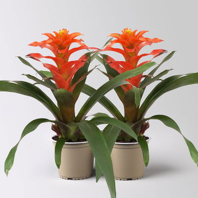 Guzmanie 'Fiero', orange, Topf-Ø 12 cm, 2 Pflanzen