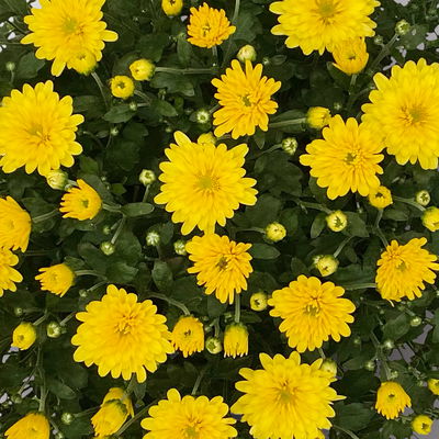 Chrysanthemen, gelb, Topf-Ø 19 cm, 3 Pflanzen Chrysanthemen, gelb, Topf-Ø 19 cm, 3 Pflanzen