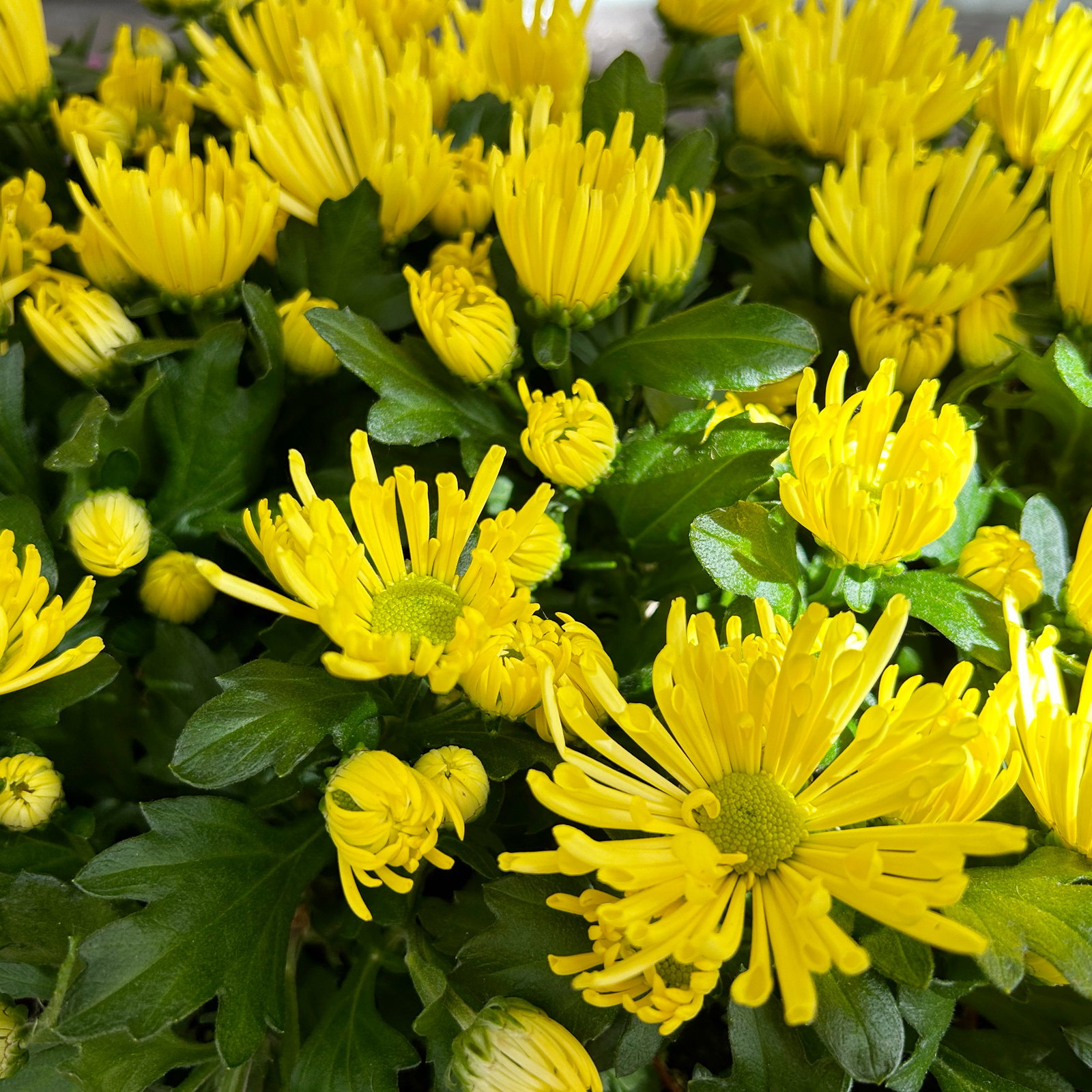 Chrysantheme Mini 'Spider'gelb, spinnenblütig, Topf-Ø 7cm, 8 Stück