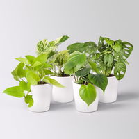 Grünpflanzenkreation 'Hängendes Grün', Topf-Ø 12cm + Übertopf Dallas, 4 Pflanzen