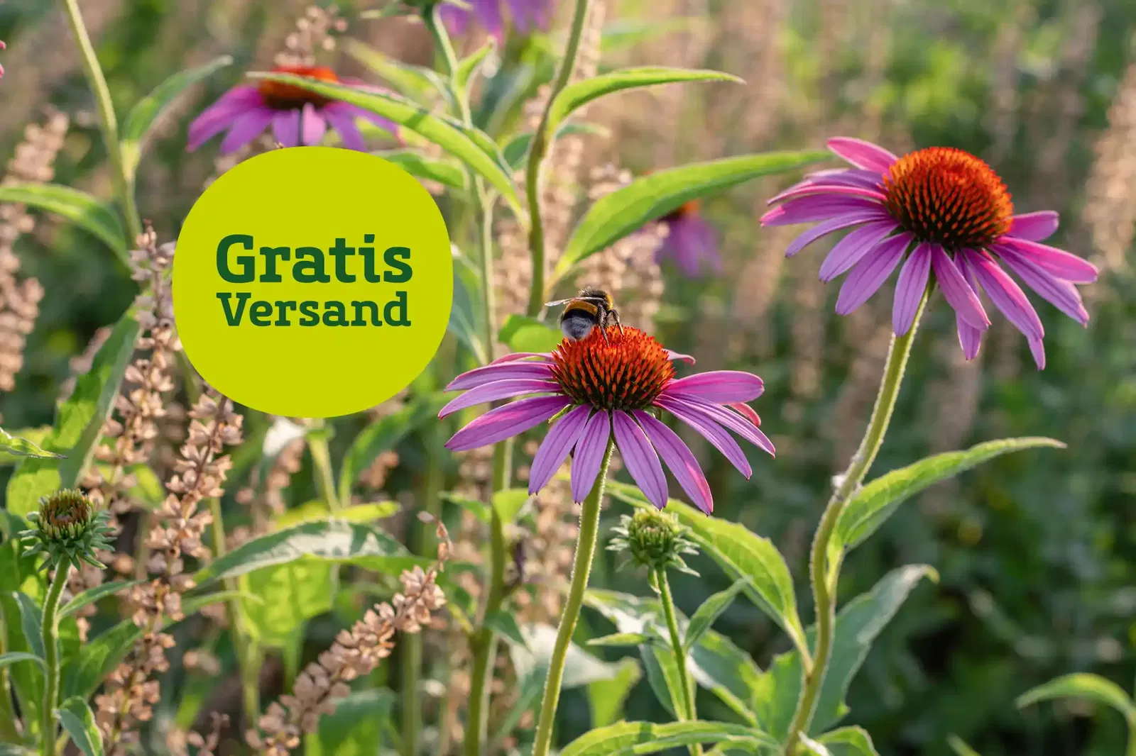 Biene sitzt auf trockenresistenter Sommerblume im sommerlichen Abendlicht. Hinweis auf gratis Versand.