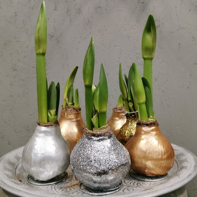 Amaryllis in Wachs XL, Dekor 'Superior Gold', Blüte rot Amaryllis in Wachs XL, Dekor 'Superior Gold', Blüte rot