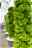 Vertical Gardening Salatturm