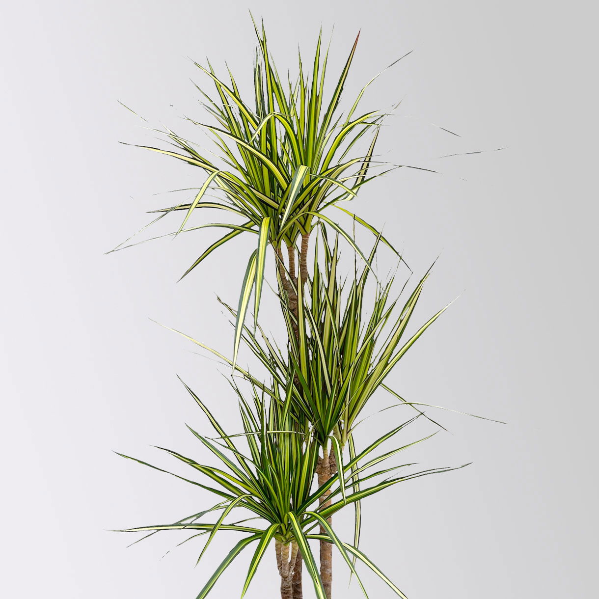 Gerandeter Drachenbaum 'Sunray', 3er-Tuff, Topf-Ø 21 cm, Höhe ca. 90 cm