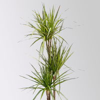 Gerandeter Drachenbaum 'Sunray', 3er-Tuff, Topf-Ø 21 cm, Höhe ca. 90 cm