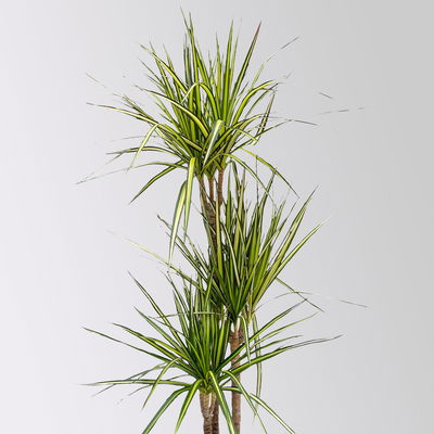 Gerandeter Drachenbaum 'Sunray', 3er-Tuff, Topf-Ø 21 cm, Höhe ca. 90 cm