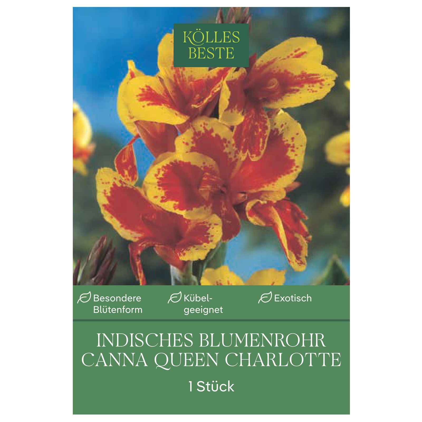 Kölles Beste Indisches Blumenrohr 'Queen Charlotte', rot/gelb, 1 Blumenzwiebel