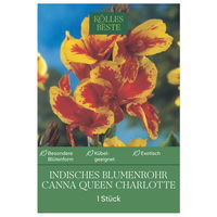 Kölles Beste Indisches Blumenrohr 'Queen Charlotte', rot/gelb, 1 Blumenzwiebel