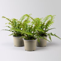 Goldschuppenfarn, Topf-Ø 15 cm, 3 Pflanzen Goldschuppenfarn, Topf-Ø 15 cm, 3 Pflanzen