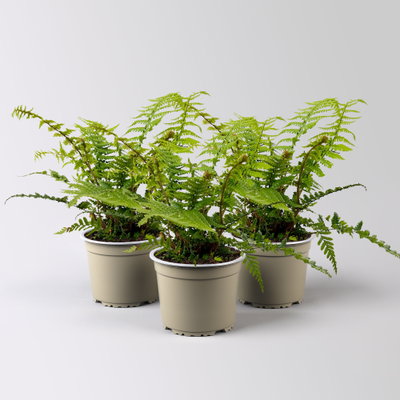 Goldschuppenfarn, Topf-Ø 15 cm, 3 Pflanzen Goldschuppenfarn, Topf-Ø 15 cm, 3 Pflanzen
