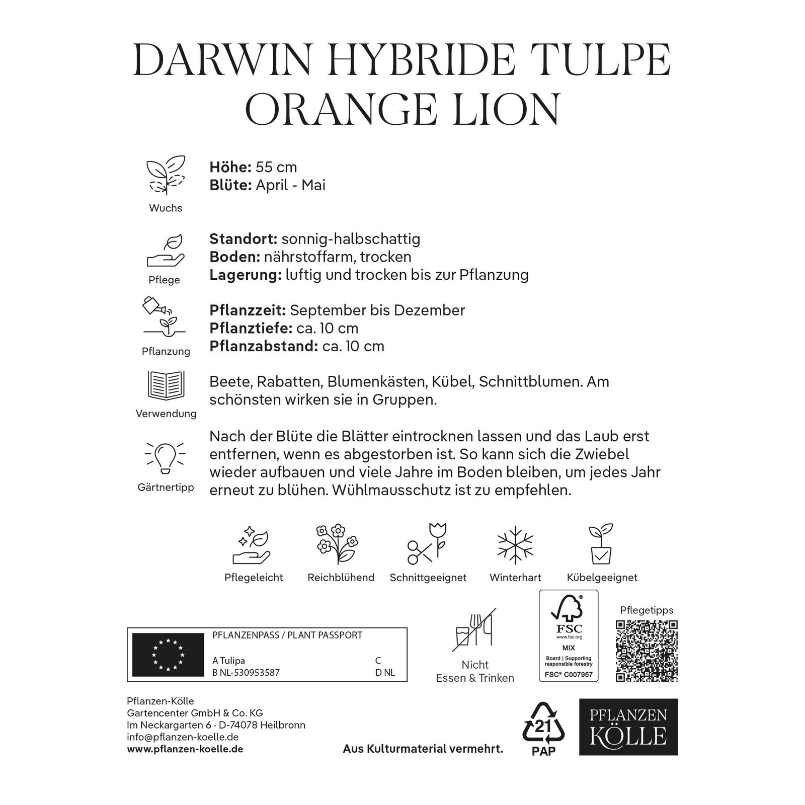 Kölles Beste Tulpe 'Orange Lion®', orange