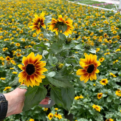 Sonnenblume gelb-bronze, Topf-Ø 14 cm, 3 Pflanzen