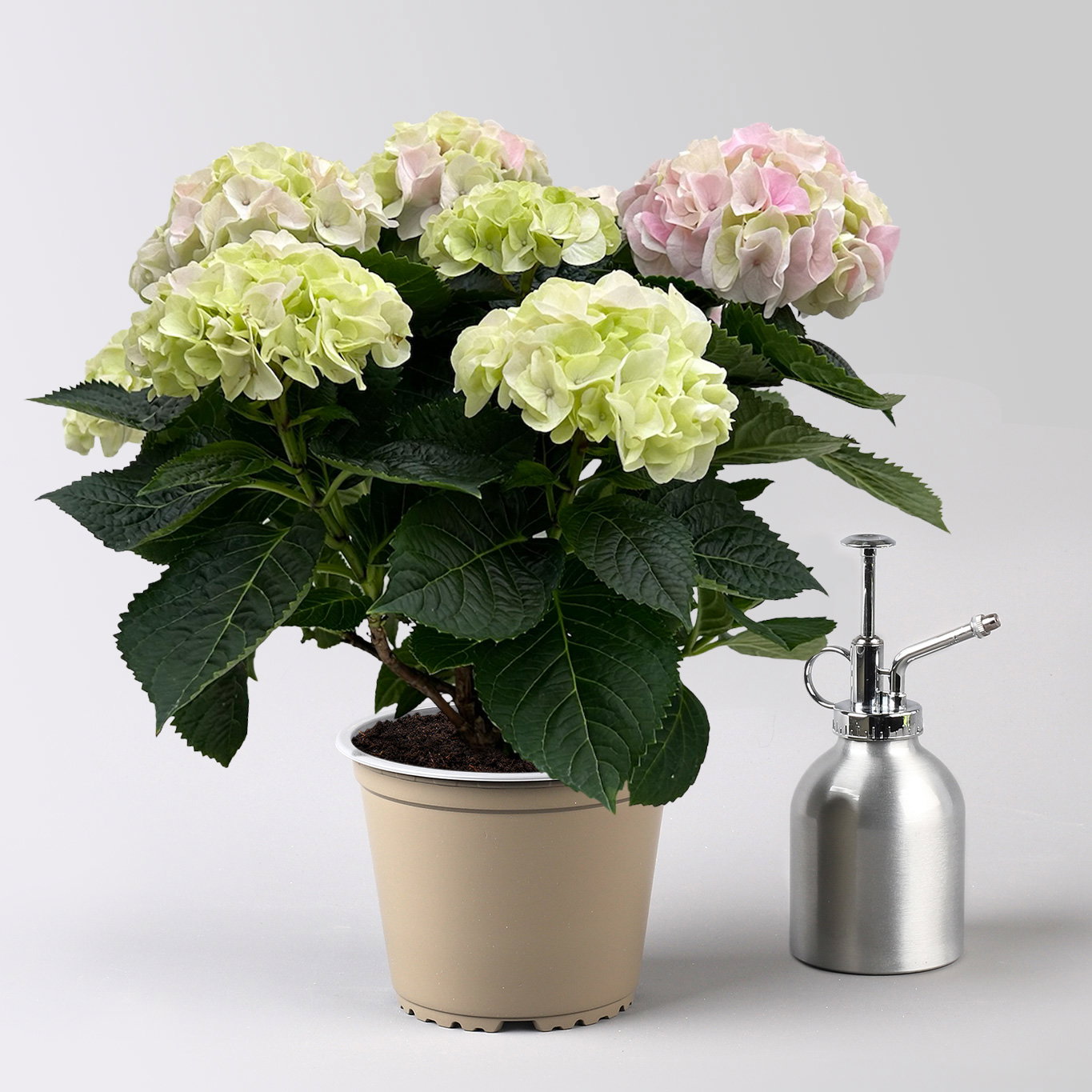 Hortensie 'Hi Diamond', rosa, Topf-Ø 14 cm, Höhe ca. 40 cm, 2 Pflanzen