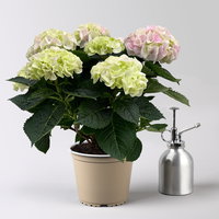 Hortensie 'Hi Diamond', rosa, Topf-Ø 14 cm, Höhe ca. 40 cm, 2 Pflanzen