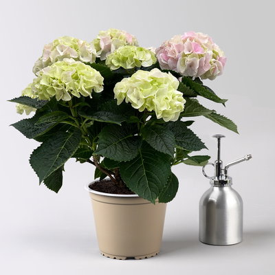 Hortensie 'Hi Diamond', rosa, Topf-Ø 14 cm, Höhe ca. 40 cm, 2 Pflanzen