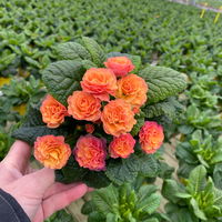 Primel 'Belarina Sweet Apricot' lachsfarben, Topf-Ø 12 cm, 6er-Set