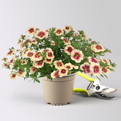 Zauberglöckchen 'Mango Lassi', apricot-rot, Topf-Ø 13 cm, 6 Pflanzen