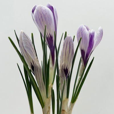 Krokus Mini, lila-weiß gestreift, Topf-Ø 6 cm, 10 Pflanzen