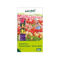 Riesentulpen-Kollektion, Größe 11/12, 25 Blumenzwiebeln