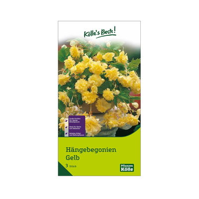 Hängebegonie, gelb, 3 Blumenknollen Hängebegonie, gelb, 3 Blumenknollen