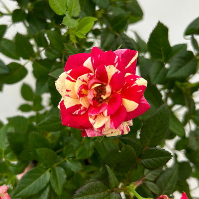 Rose 'Liss' rot-gelb, Topf-Ø 10,5 cm, 3er-Set Rose 'Liss' rot-gelb, Topf-Ø 10,5 cm, 3er-Set