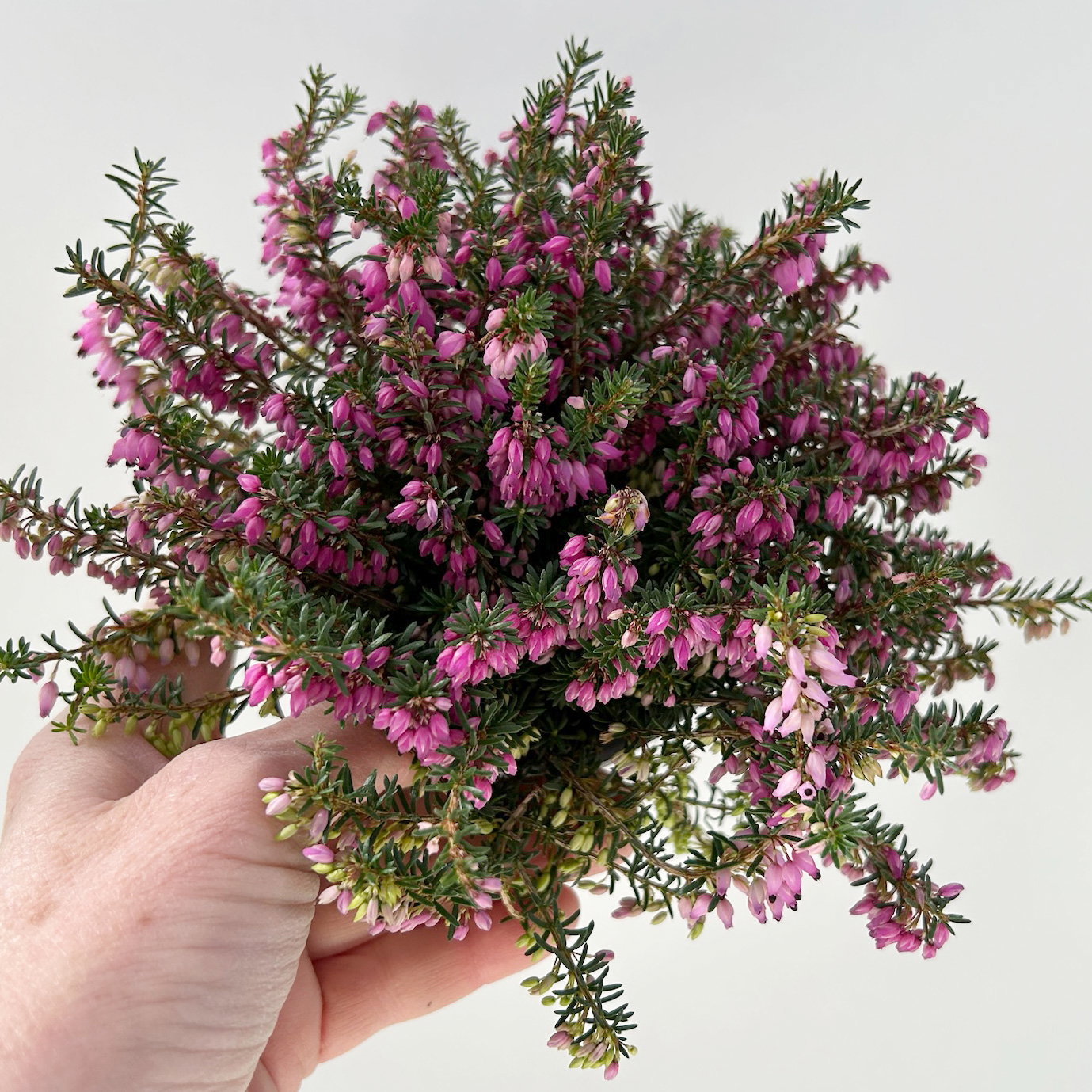 Winterheide, rosa, Topf-Ø 11 cm, 8 Pflanzen