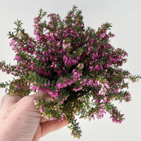 Winterheide, rosa, Topf-Ø 11 cm, 8 Pflanzen