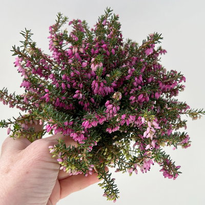 Winterheide, rosa, Topf-Ø 11 cm, 8 Pflanzen