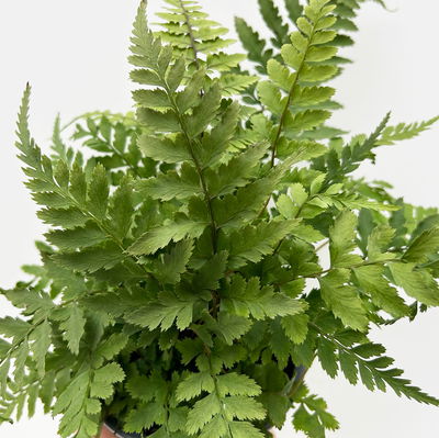 Freilandfarne Mix, Sorte zufällig, Topf-Ø 12 cm, 6er-Set Freilandfarne Mix, Sorte zufällig, Topf-Ø 12 cm, 6er-Set