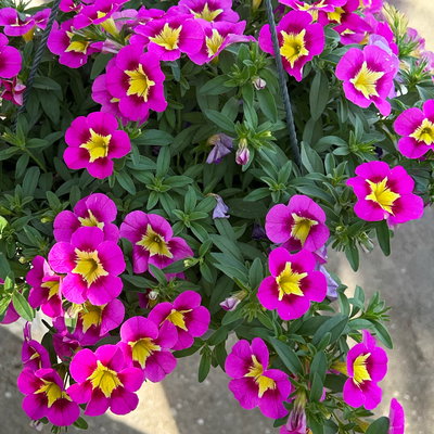 Zauberglöckchen, pink-gelb, Ampeltopf-Ø 27 cm