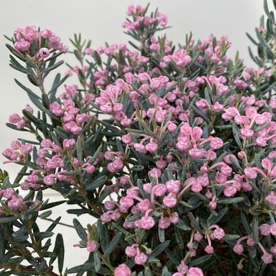 Rosmarinheide, Andromeda polifolia 'Blue Ice', rosa, Topf-Ø 17 cm, 2 Pflanzen